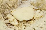 Fossil Crab (Potamon) Preserved in Travertine - Turkey #350886-3